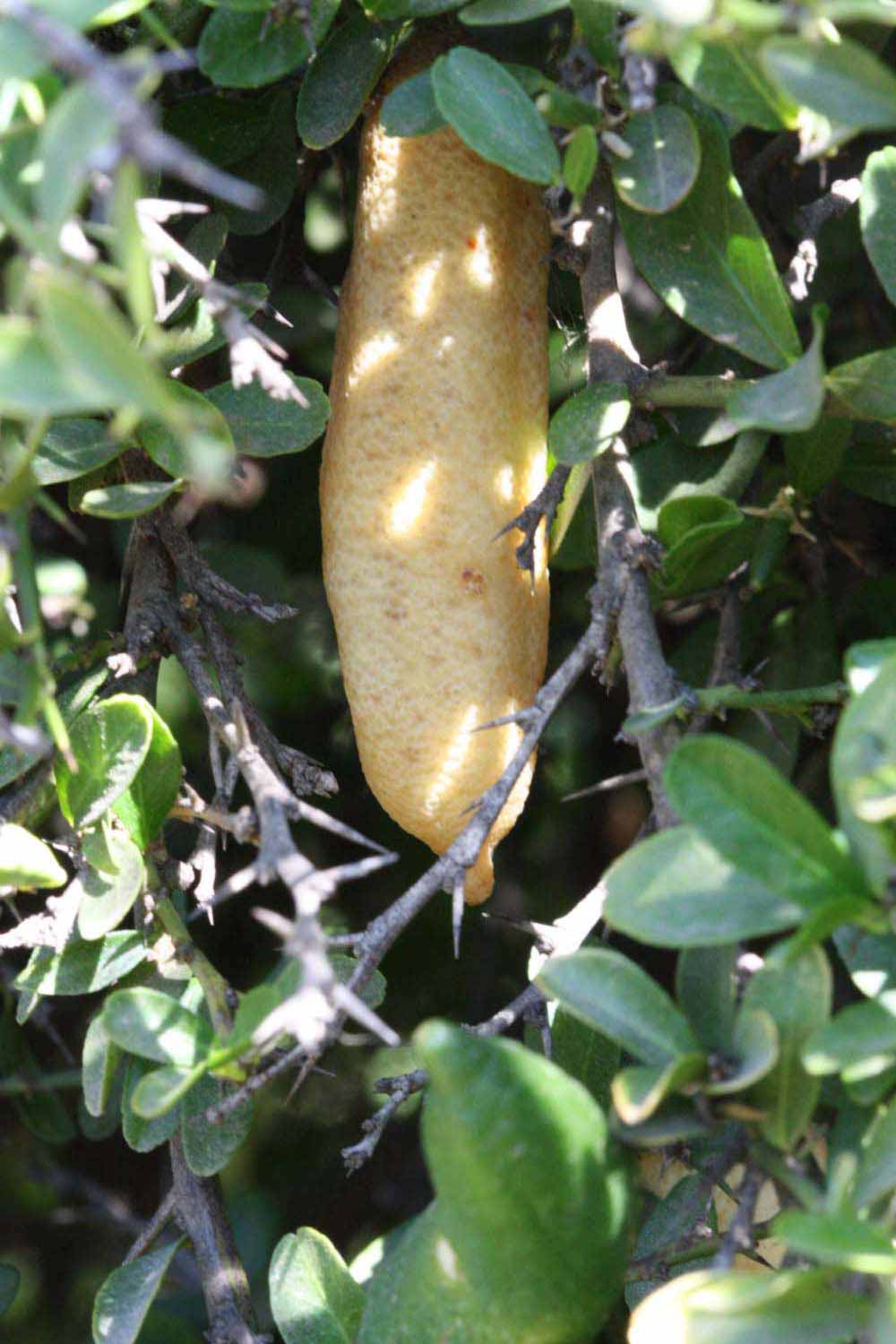              Fruit (Riverside, CA)       